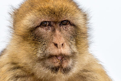 BARBARY MACAQUE; ROCK OF GIBRALTAR